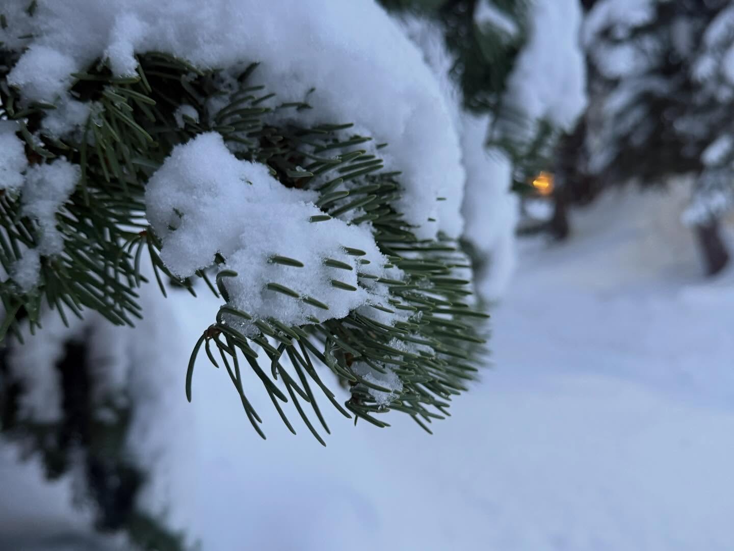 Snow 12